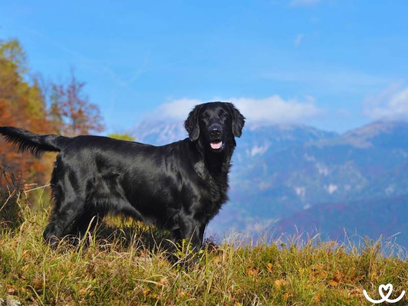 Plemeno-flat-coated-retrivr (9)